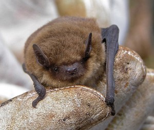 Common pipistrelle