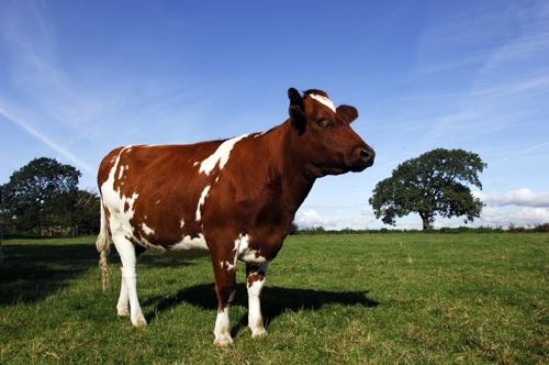 Ayrshire cow in field