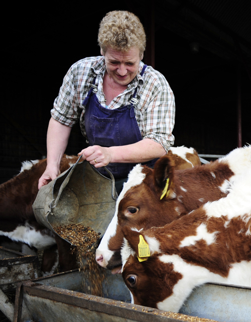 Maggie McDougall feeding Ayrshire calves
