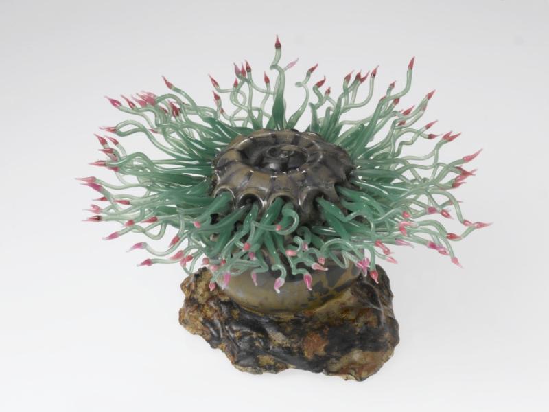 Glass model of Anthea cereus
