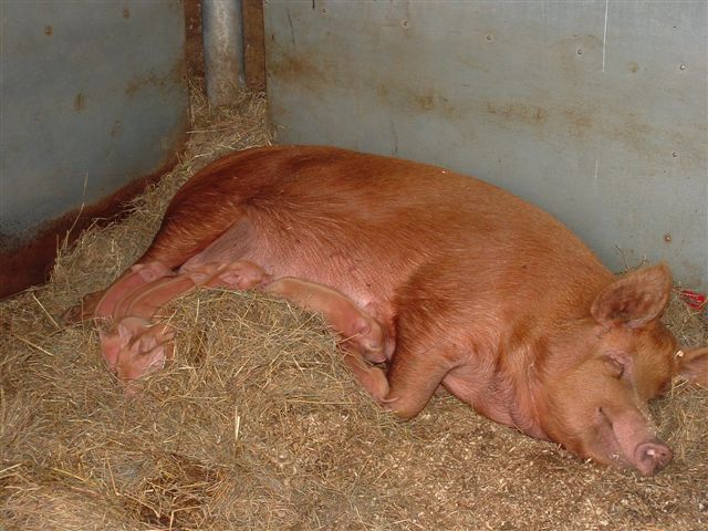 Toffee and her piglets