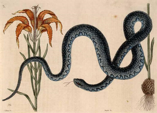 Plate from Mark Catesby's 'Natural History of Carolina, Florida and the Bahama Islands', 1731-1747 Postcard of Wampum snake and a red lilly.