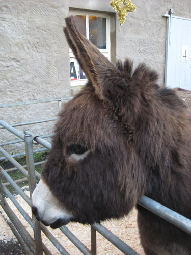 Donkey at the Christmas Fair