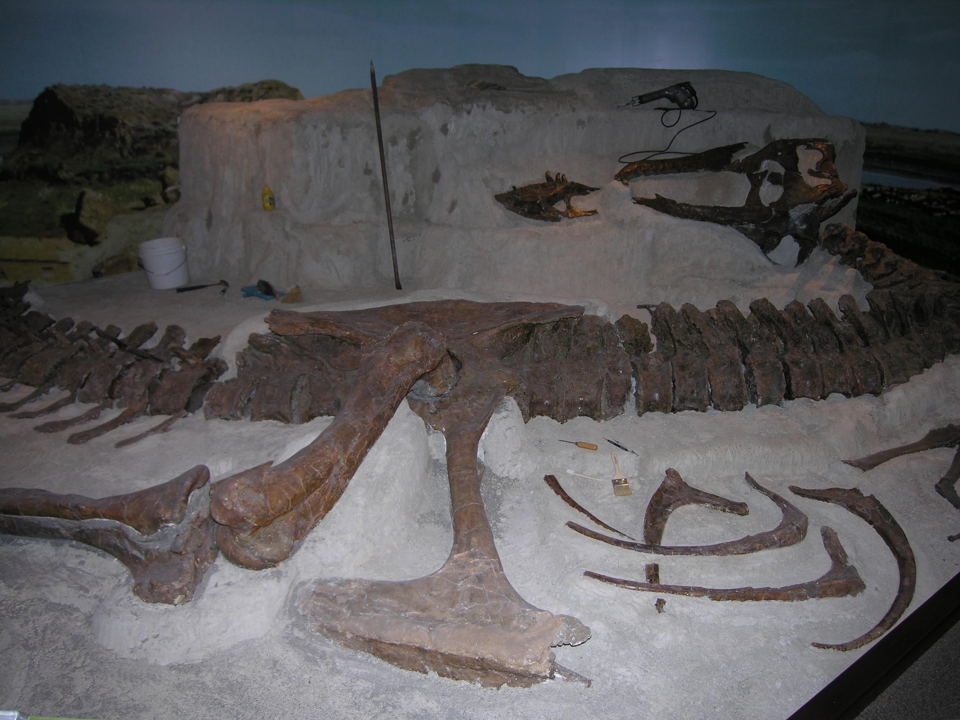Original Wankel T.Rex skeleton on display in the Museum of the Rockies © Museum of the Rockies