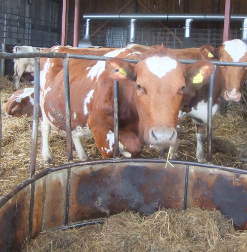 Expectant Ayrshire cows