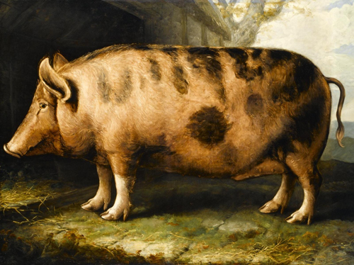 Shiels, Berkshire Pig, 1832-38, bred by Mr Loud, Mackstockmill, Warwickshire. Only the white socks and tassel tail remain in today’s version of this breed.