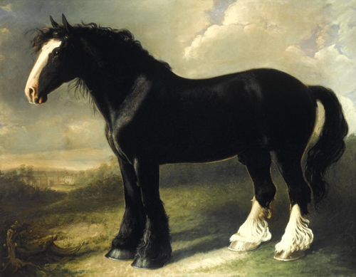 William Shiels, Old English Black Horse, ‘Old Blacklegs’ . This horse was bred by Mr Broomes at Ormiston, Derby. Low described; ‘Old Blacklegs’ as ‘living in 1834, and then 36 years old; [he was] descended in a direct line from Bakewell's 'Black Horse', the ancestor of many of the finest of the old dray-horses of London. This race of heavy horses is reared extensively in the midland counties, from Lincolnshire to Staffordshire. The individuals are usually of great strength, but without corresponding action.