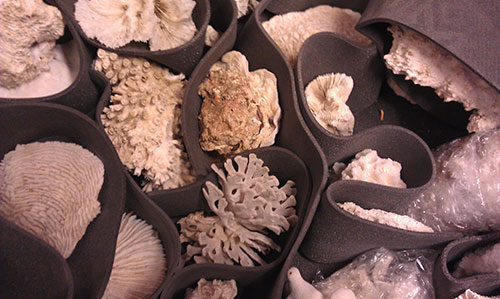 Coral specimens in the National Museums Collection Centre