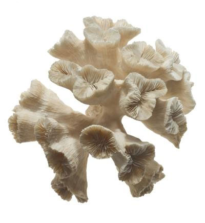 Hexacorallia (coral)
