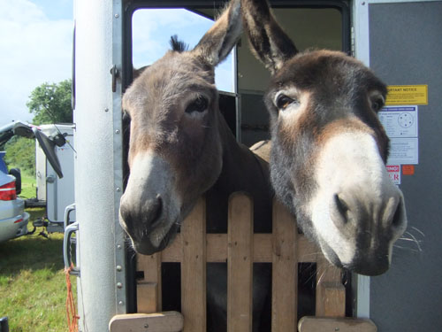 Donkeys Baxter and Jools at National Museum of Rural Life in 2012.