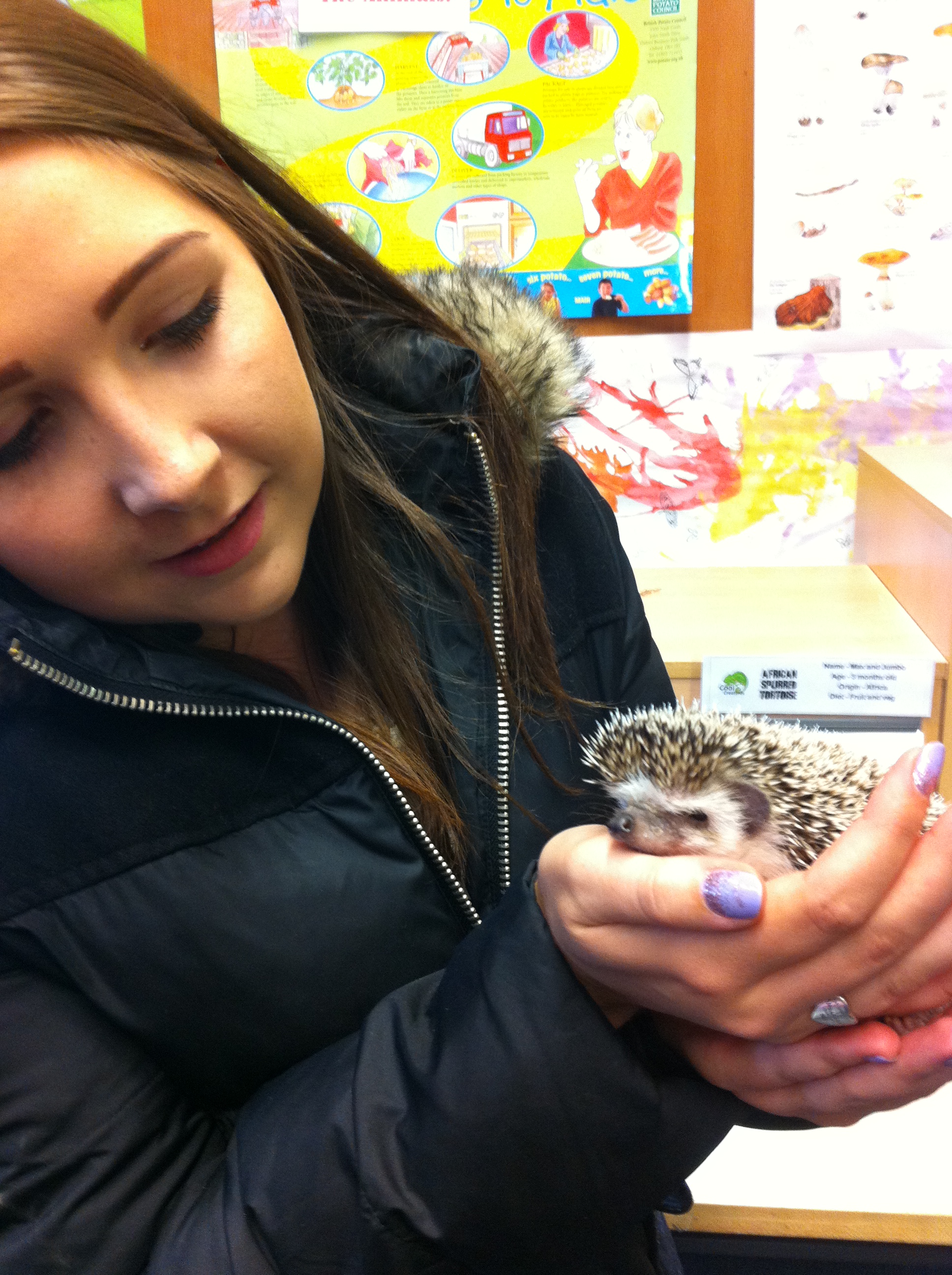 Alyson Orme with a handling a hedgehog at a National  Museums Scotland event.
