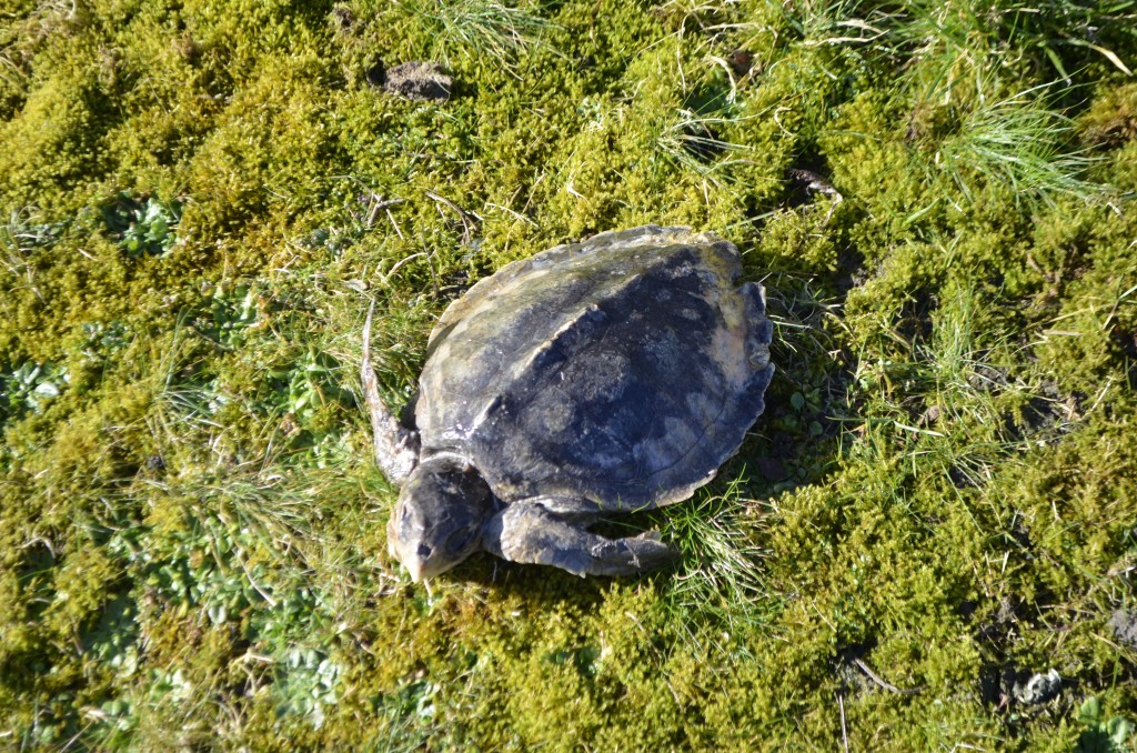 A trio of turtles | National Museums Scotland Blog