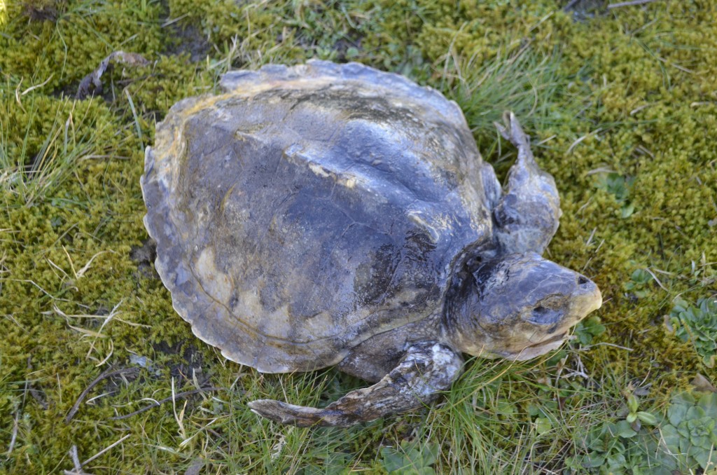 A trio of turtles | National Museums Scotland Blog