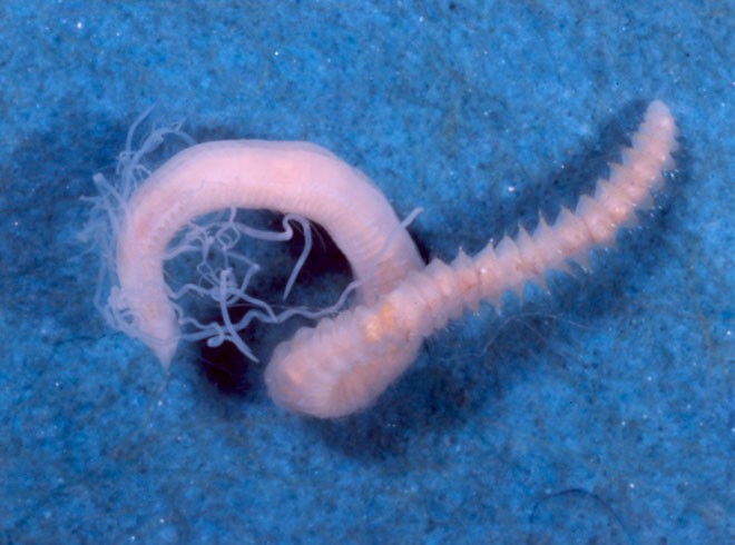 Chaetozone setosa, with tentacles, about 2cm long