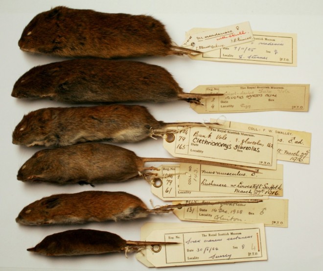 Mammal skins from the collection