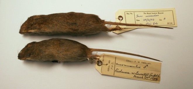 House mice from Fair Isle and mainland Britain