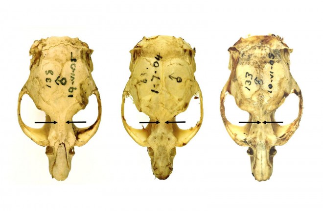 Skull of a young vole (left) and older vole (right)