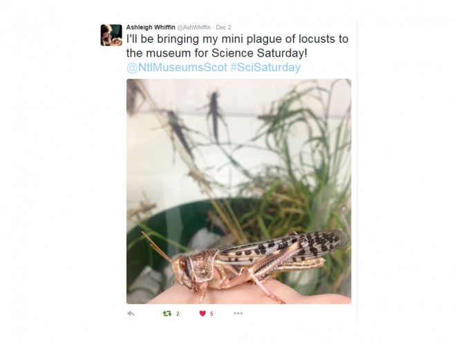 Mini plague of locusts