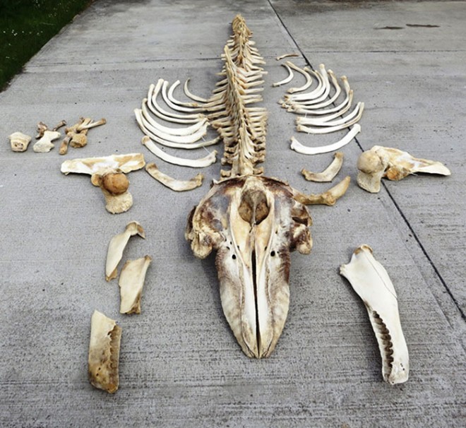 Killer whale skeleton from West Gerinish, South Uist, Western Isles