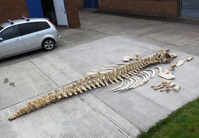 The killer whale skeleton laid out