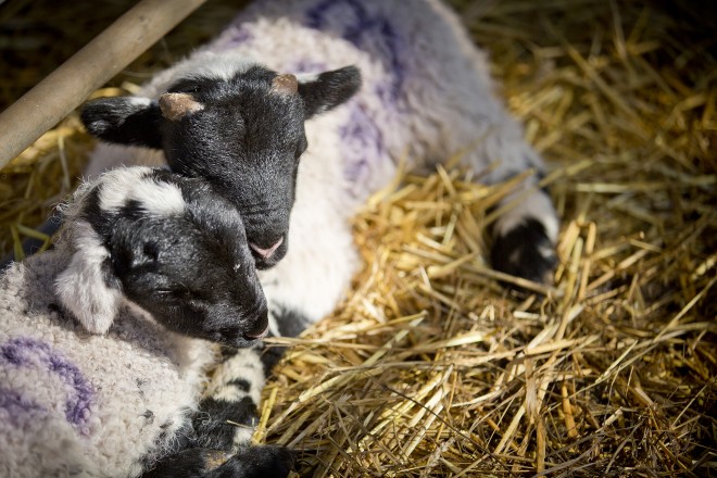 Spring lambs at the National Museum of Rural Life, East Kilbride © Ruth Armstrong Photography.