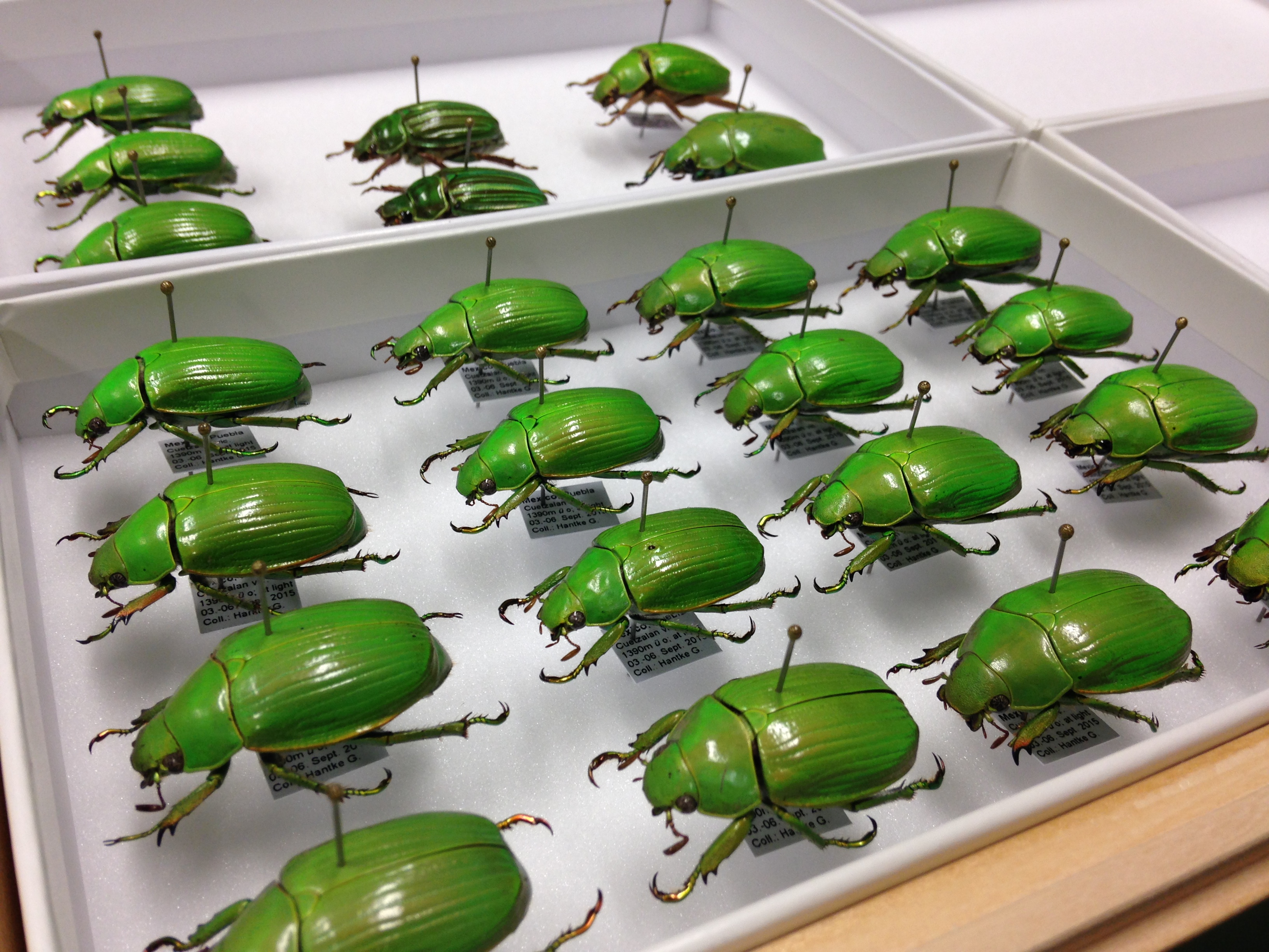 Entomologists Show & Tell National Museums Scotland Blog