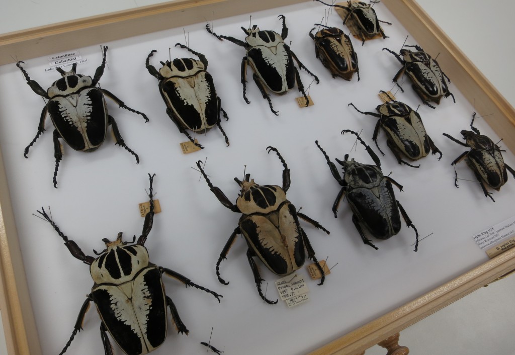 Entomologists Show & Tell National Museums Scotland Blog