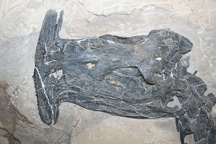 Fossil hammerhead