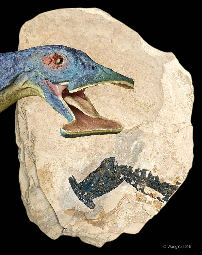 The Hammerhead fossil with a reconstruction of the dinosaur