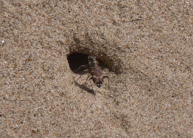 Beetle burrowing