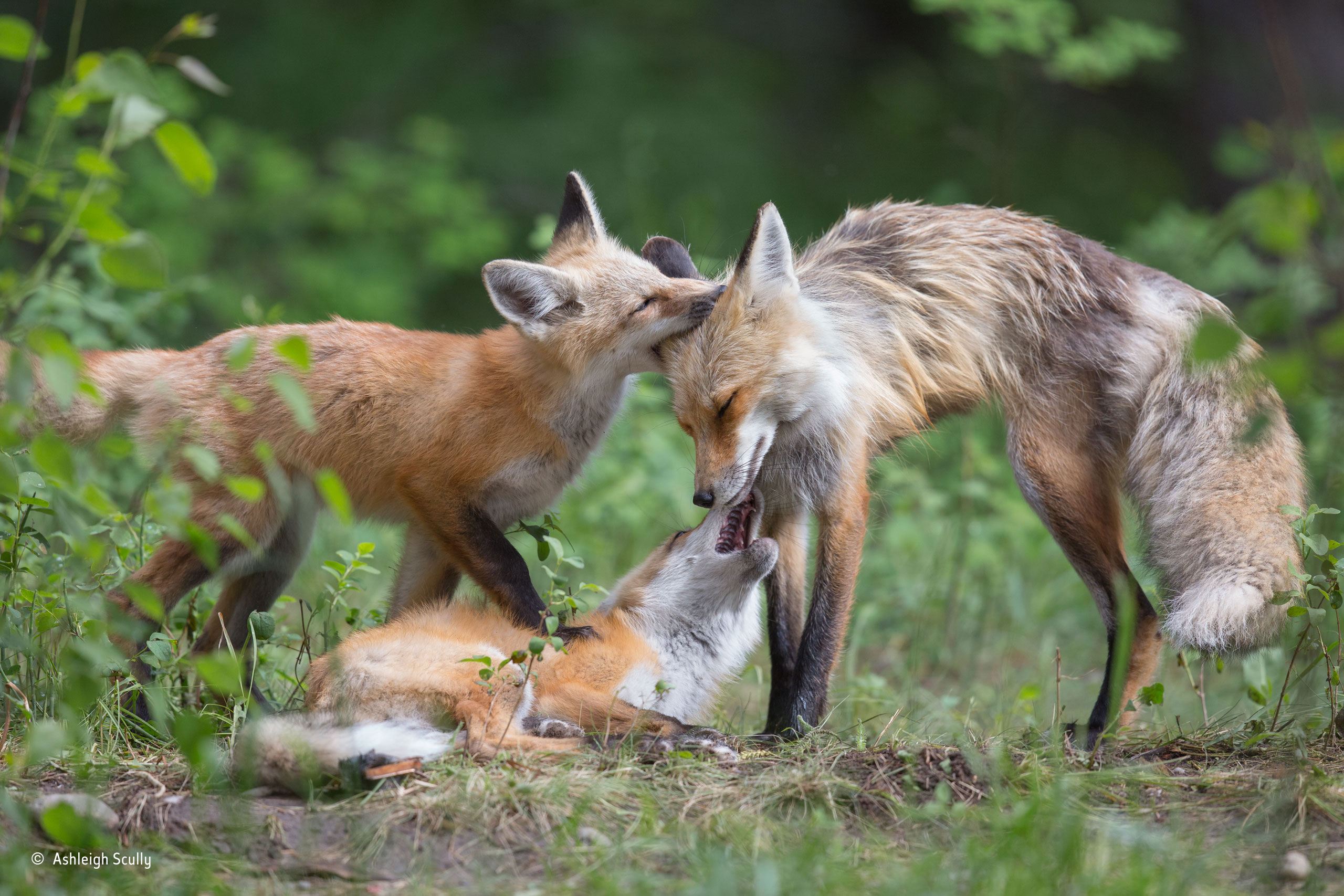 Wildlife c. Дикие животные. Дикие звери в природе. Дикие животные фото. Фотосъемка диких животных.