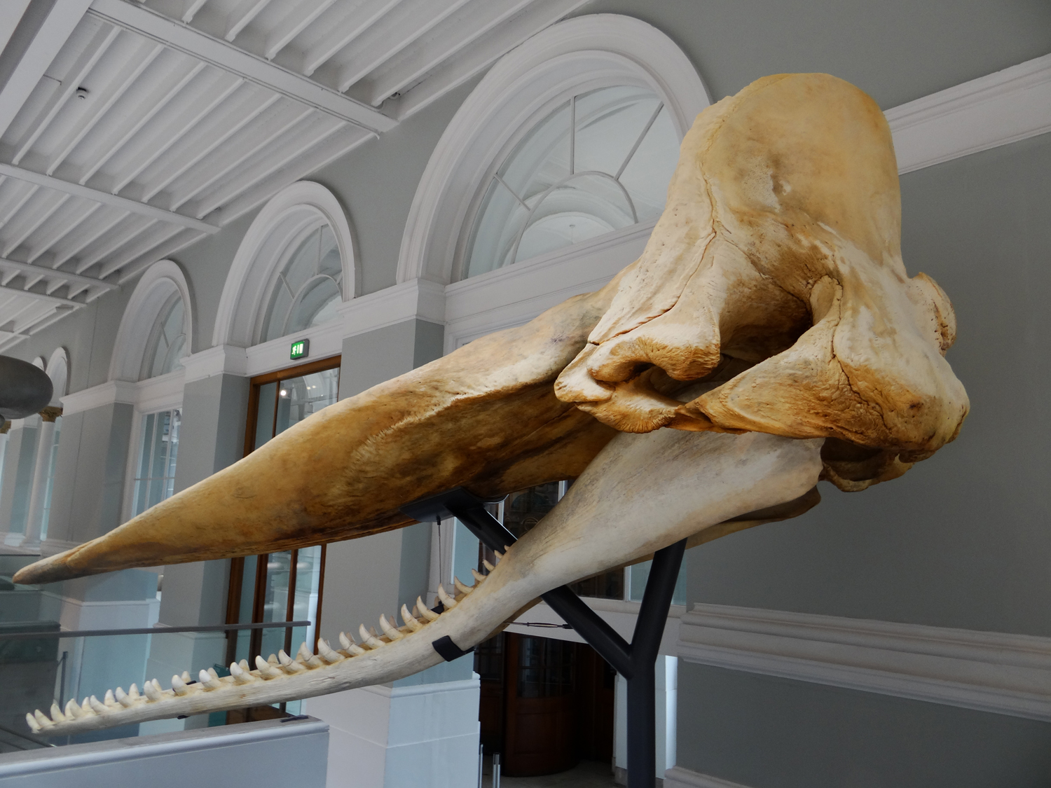 Moby the Whale in the Grand Gallery at the national Museum of Scotland. 
