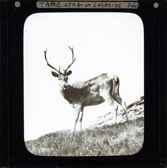 Deer, 1880-1920