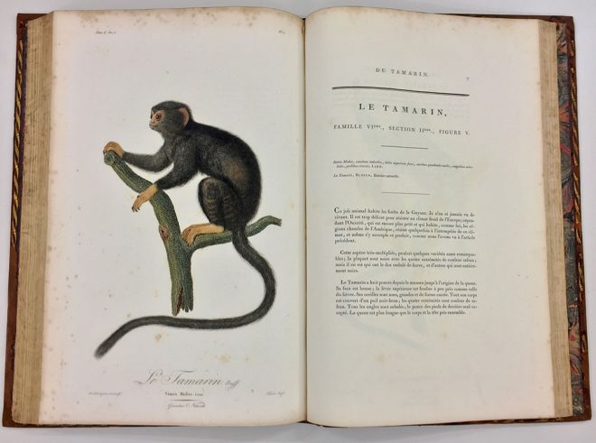 Jean Baptiste Audebert. Histoire naturelle des singes et des makis, c.1799-1800.