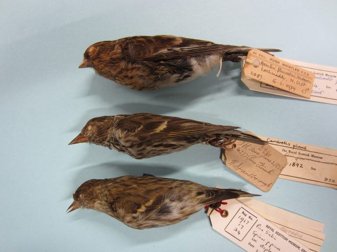 The Pine Siskin (centre), with comparative skins of Twite (top) and Pine Siskin (bottom). 