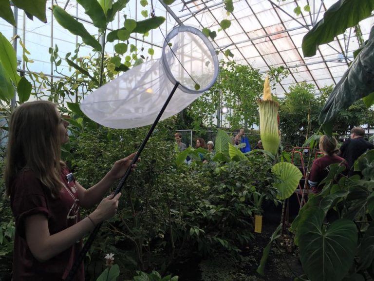 What a carrion: Monitoring insect visitors to the Botanic Gardens ...