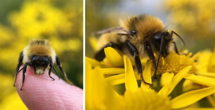 A very compliant male Great Yellow Bumblebee found at the Ring of Brodgar, Orkney.