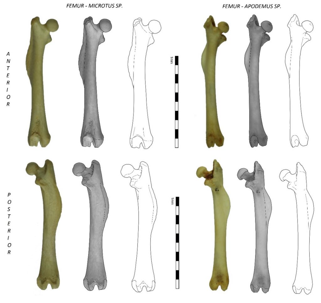 A comparison of a right femur (hind leg bone) of a vole and a field mouse. There is a clear difference in the shape and size of the femoral heads (at the top) which allows me to tell them apart.