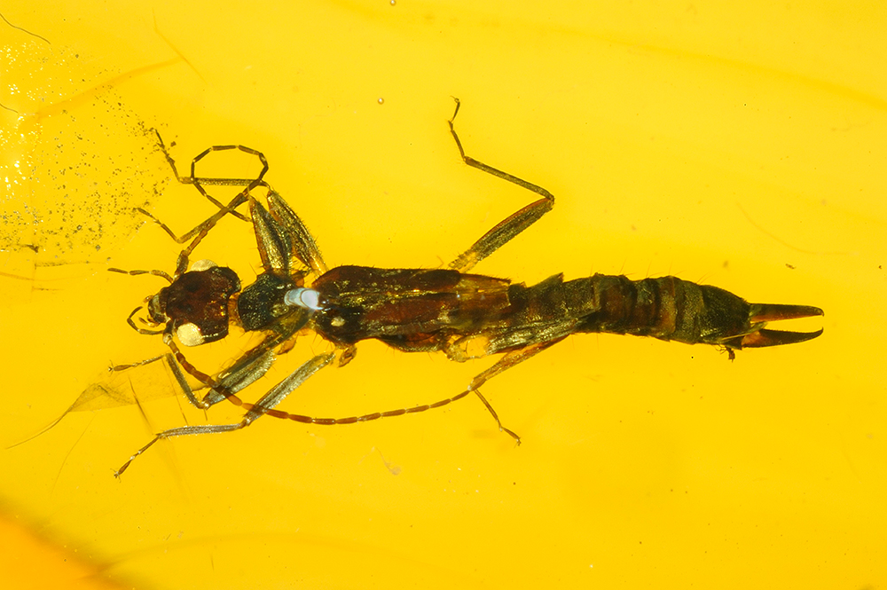 Earwig in Mexican amber photographed for the 2013 Amazing Amber exhibition and associated publication. The species was named Haplodiplatys crightoni in honour of Bill.