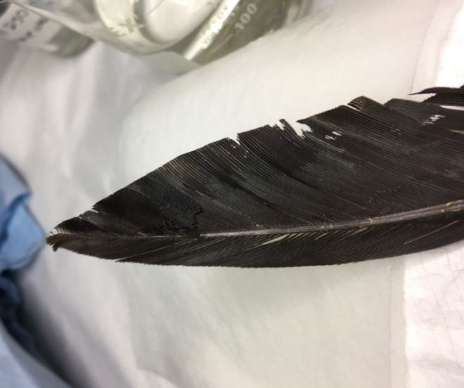 Fragile feather barbs at the tip after strengthening.
