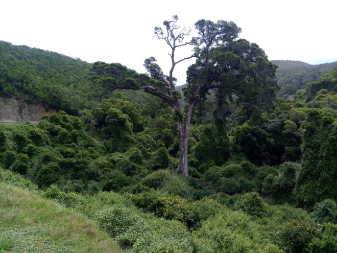 Podocarpus forest, Nature's Valley