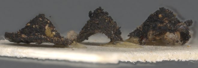 Larval shields of Phronia
