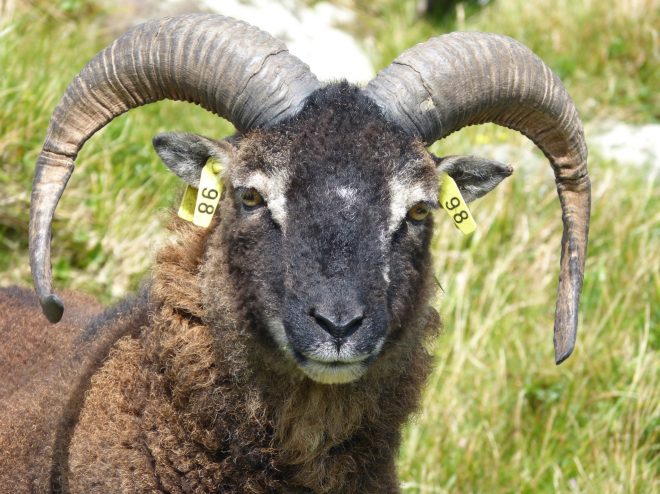 Soay sheep on Hirta with ear tags to identify it for the population study. Image: Fiona Ware