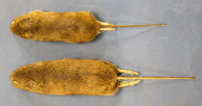 Skins of mainland (above) and St Kilda field mice (below) from the NMS collection 