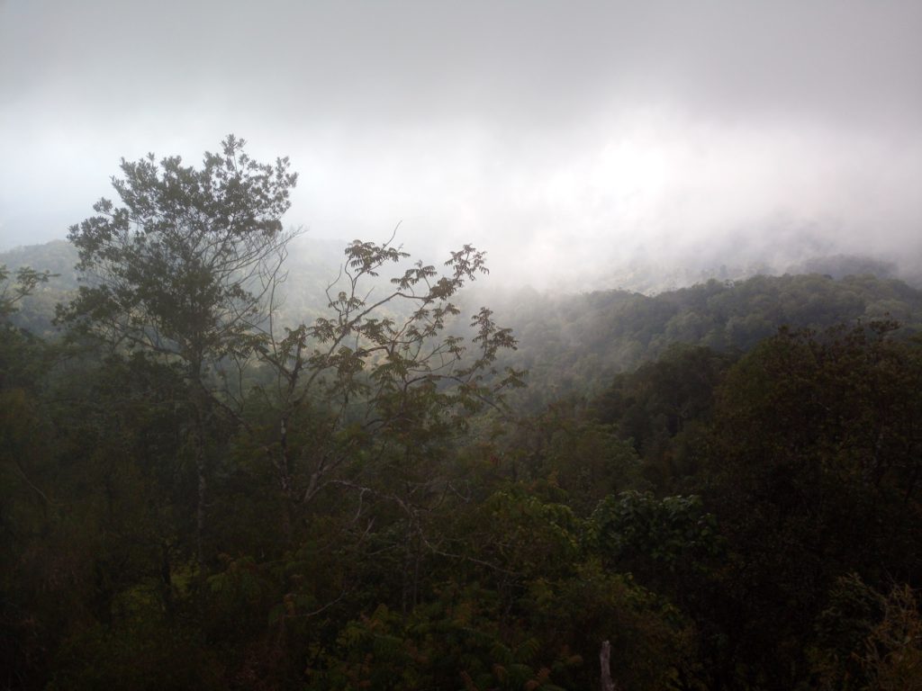 Ebano Verde Scientific Reserve, cloud forest 