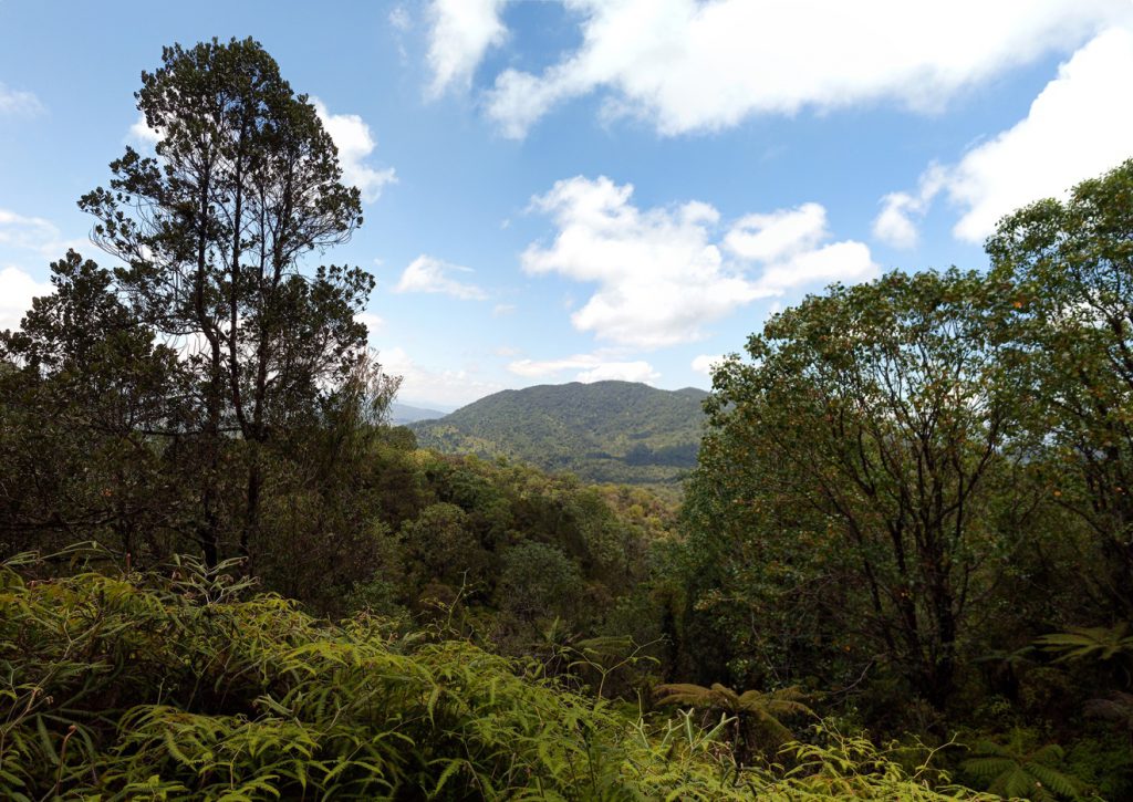 Ebano Verde Scientific Reserve, cloud forest