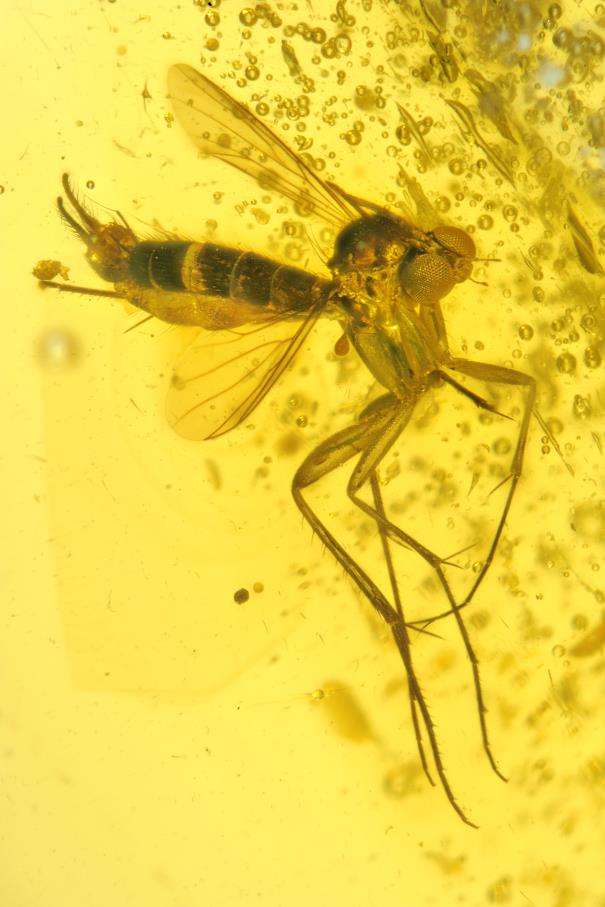 New species of fungus gnat (Diptera: Mycetophilidae) in Dominican amber