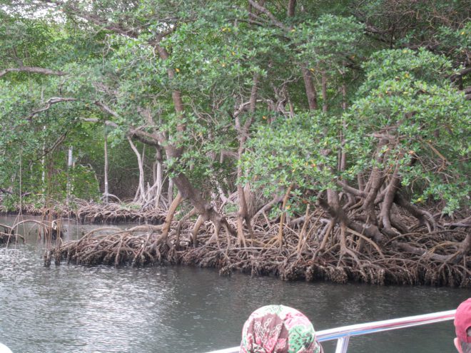 Entering the mangrove swamp at the edge of Los Haitises National Park