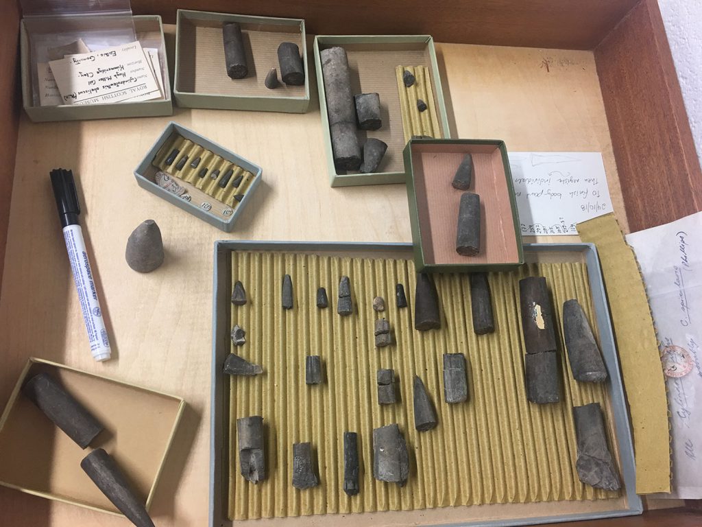 Scottish belemnite (or squid bums!) being neatly sorted