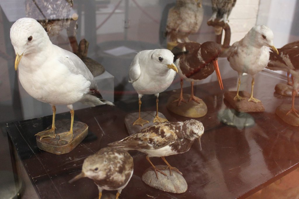 Gulls, plovers and oystercatchers found at Prestongrange Museum (East Lothian Collections)